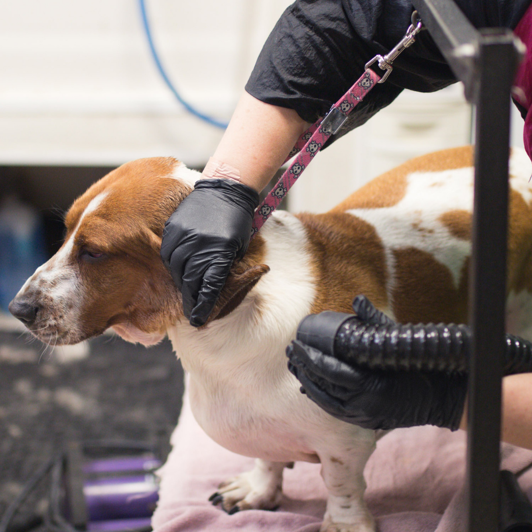 Veterinary